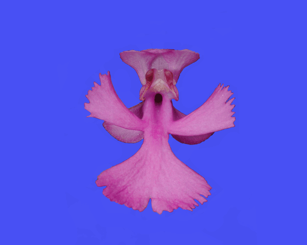 Orchid-Slow-Clap.gif