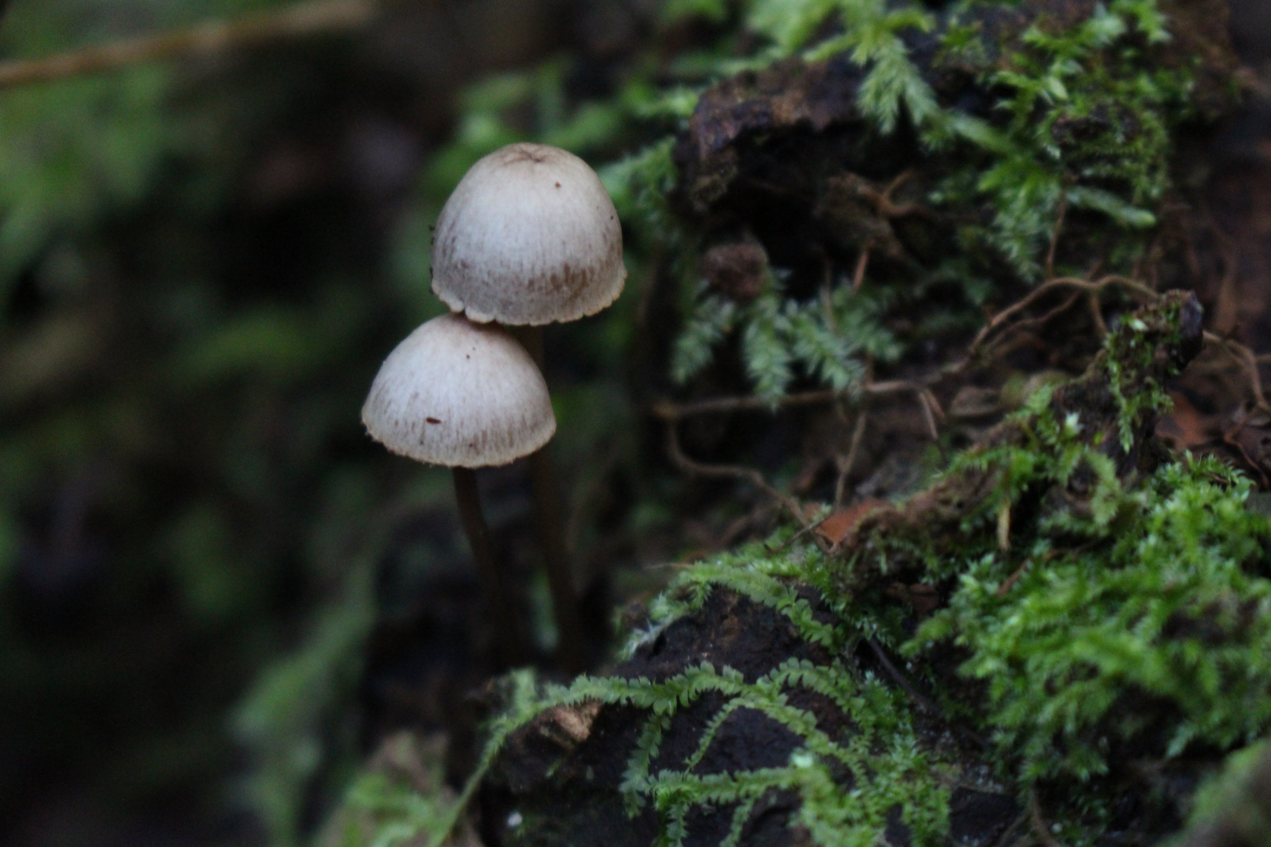 Mycena species