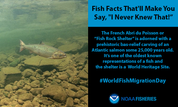 Fun Fact Atlantic Salmon.jpg