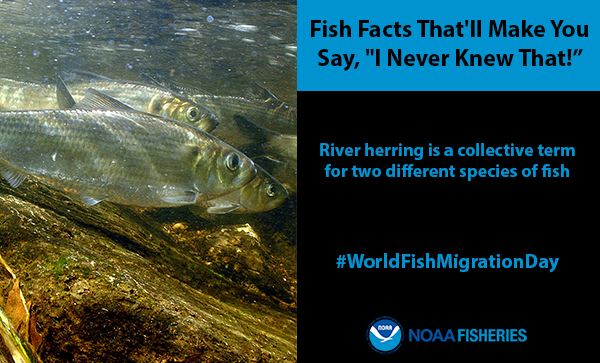 Fun Fact River Herring.jpg