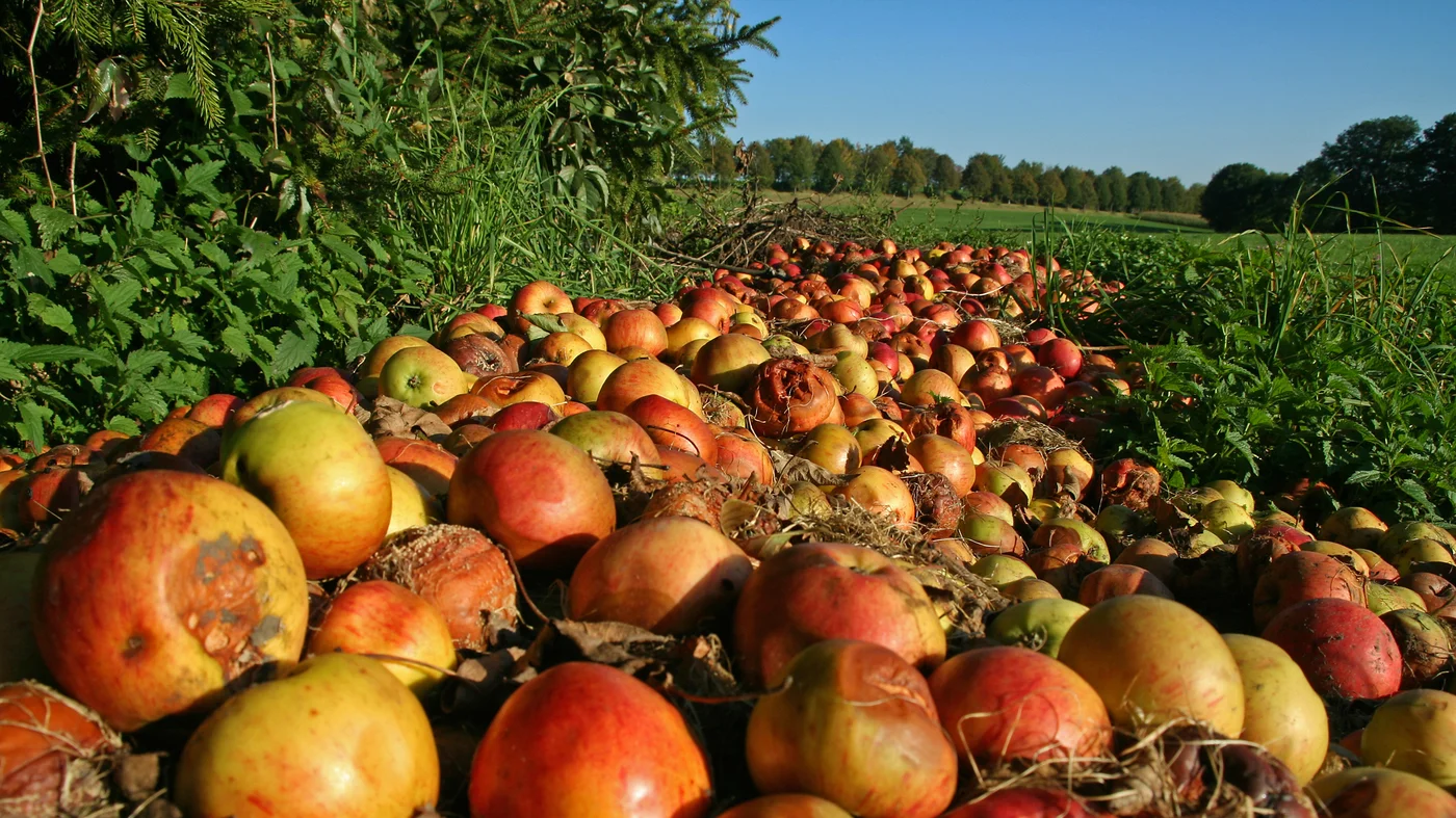 Should The Government Do More To Prevent Excess Food Waste?