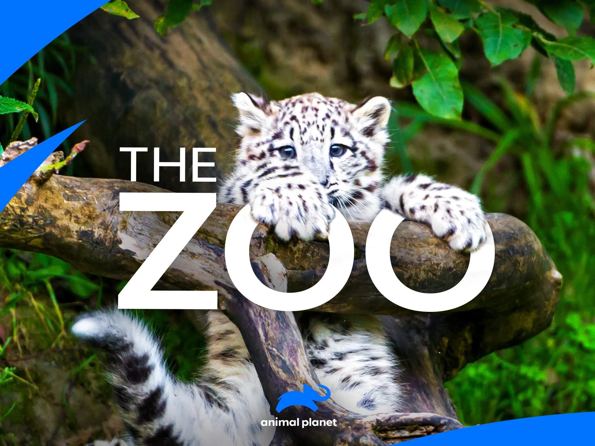 https://bigcatfacts.net/snow-leopard/