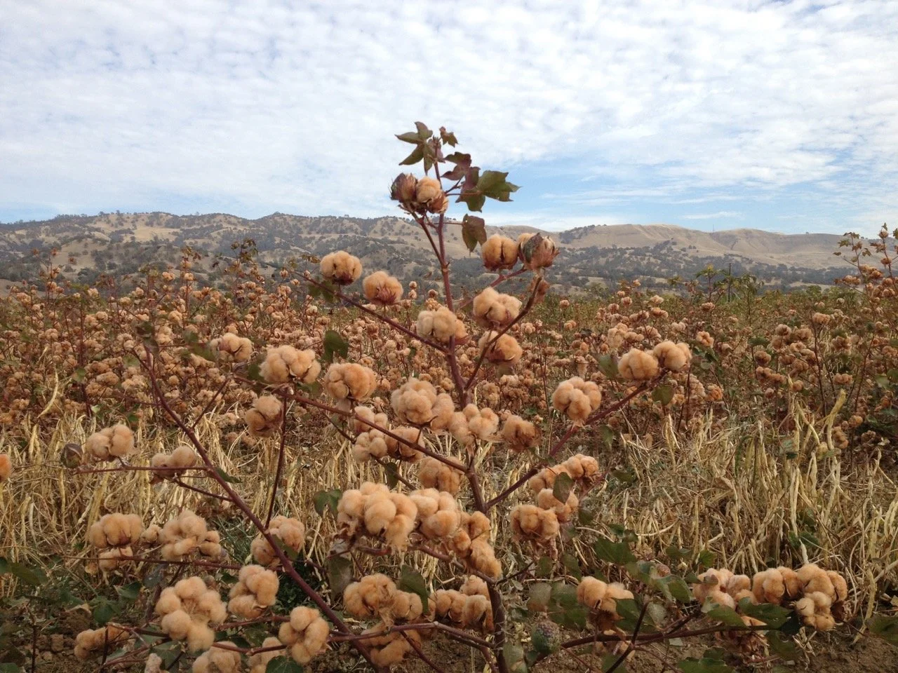 Breeding naturally colored organic cotton
