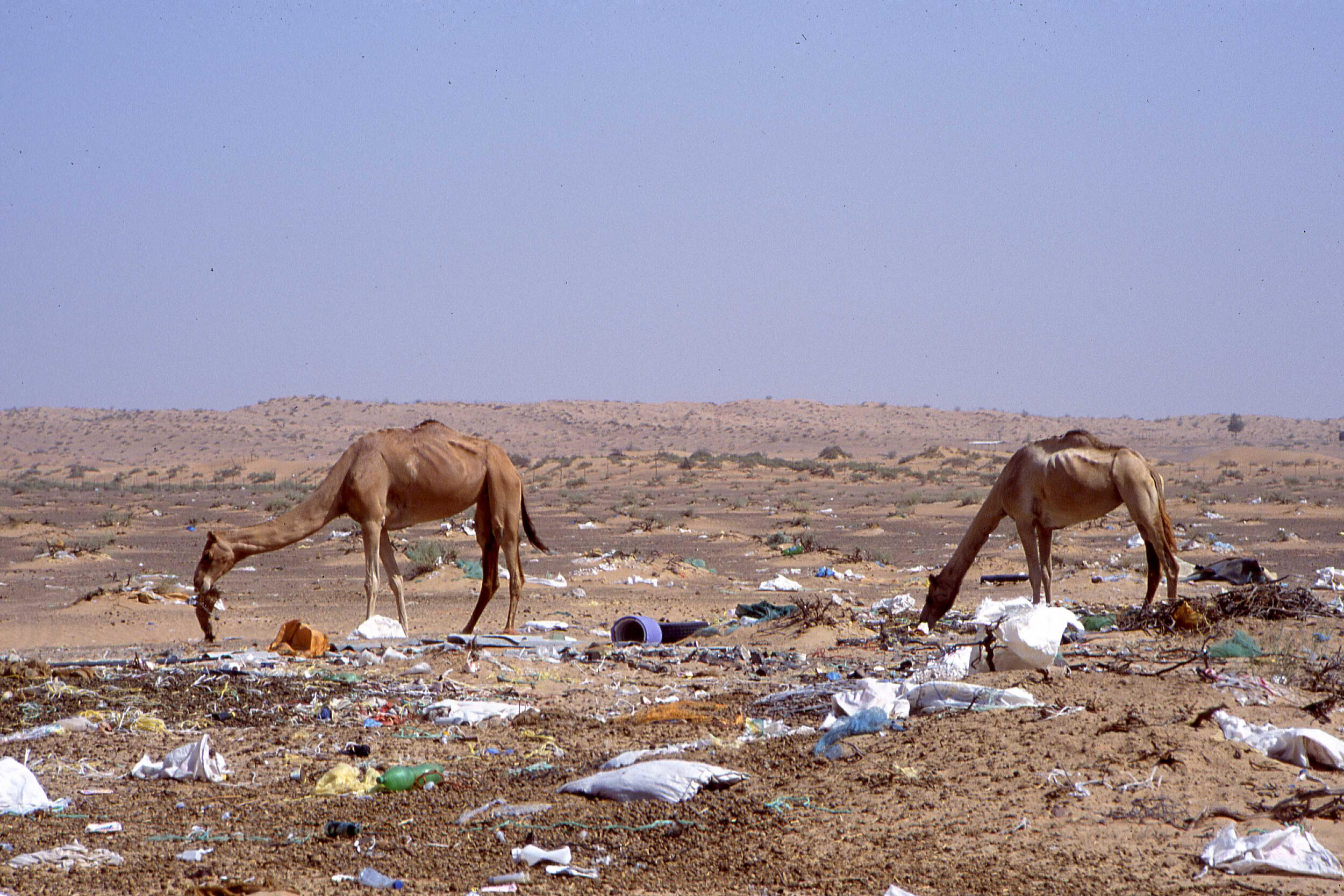 camel plastic.png