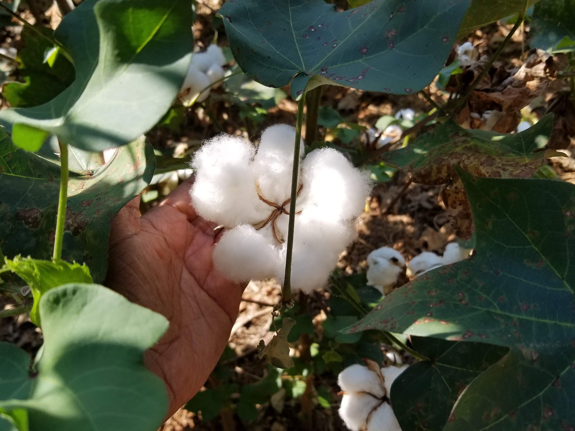 US Black cotton farmer 3.jpeg