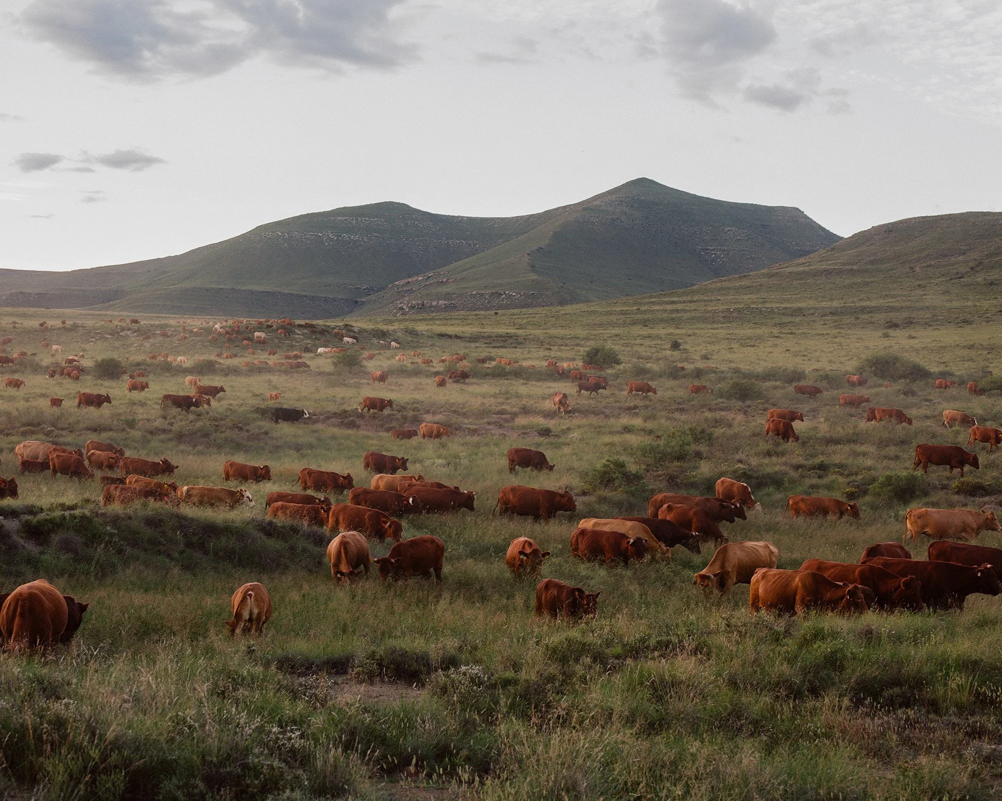 TEXTILE EXCHANGE REGENERATIVE FARMING HIGH RESOLUTION33 copy.jpg