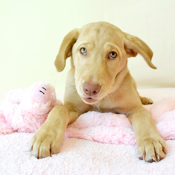 Photo by Humane Society of Silicon Valley