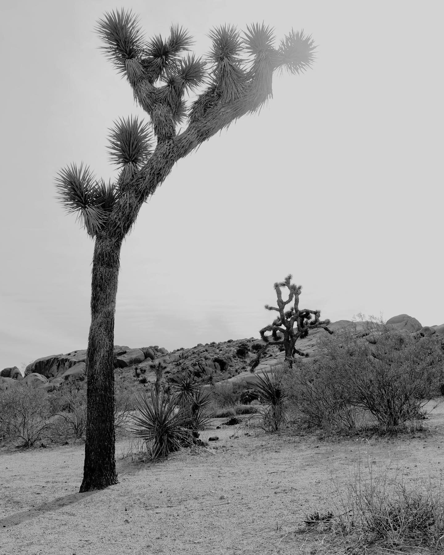 Moody scenes from Joshua Tree.