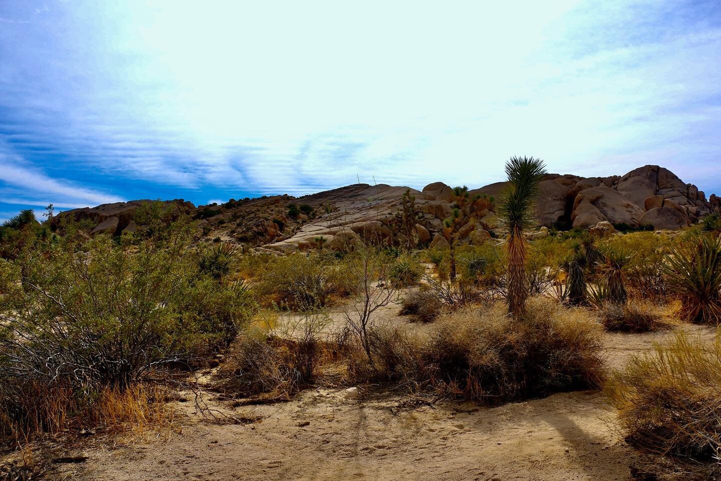 Big scenes from Joshua Tree.