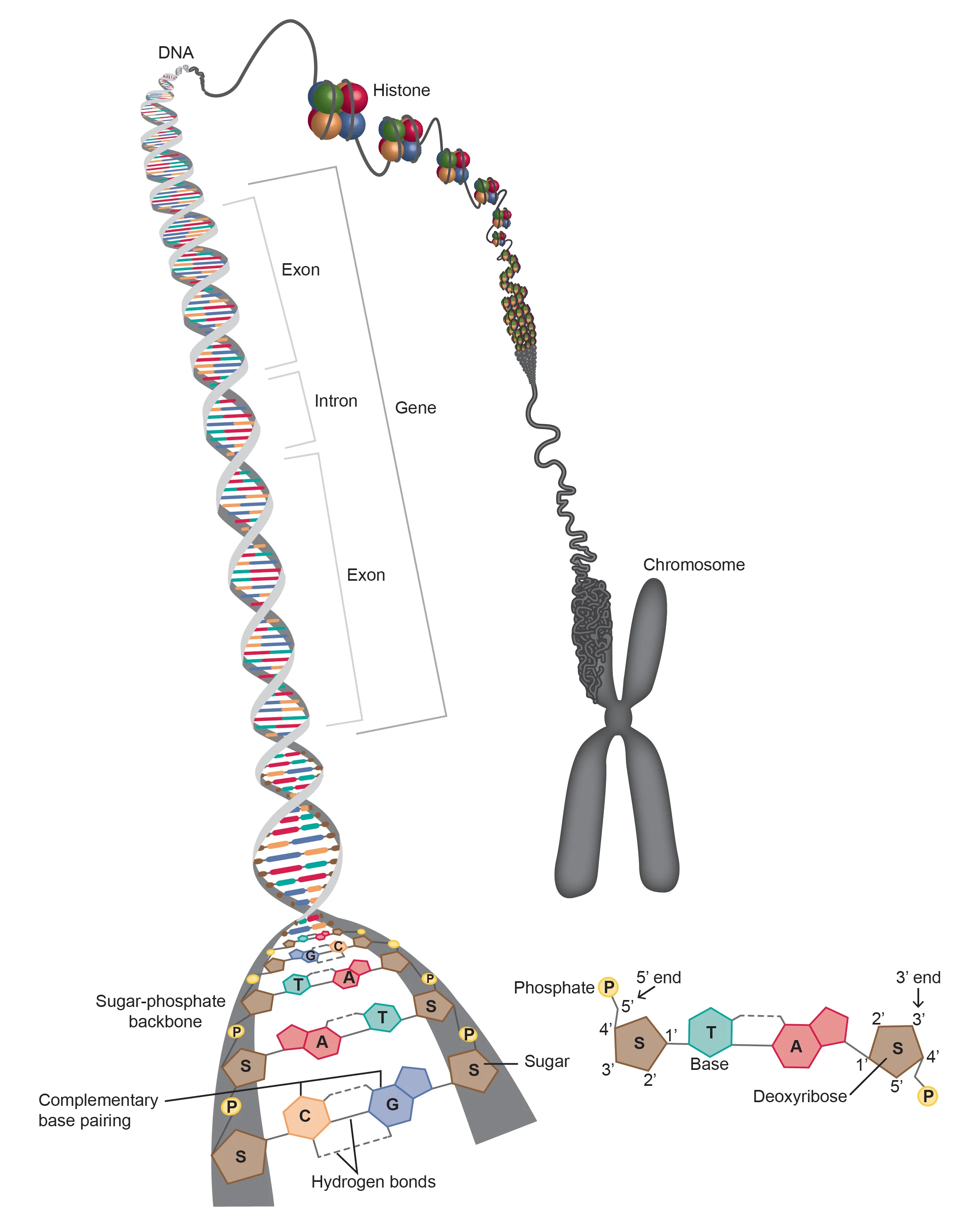 Bookfigure_14_DNAtoChromosome.jpg