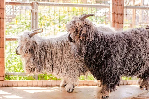MoonwaterFarm_SoCalFibershedSHEEP.jpg
