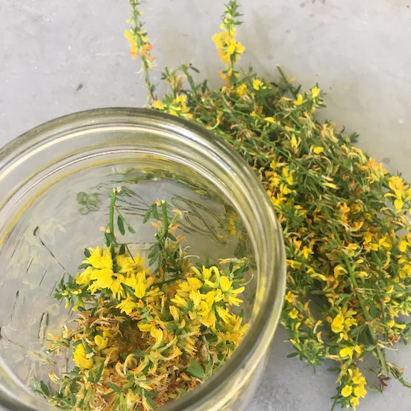 deerweed_sm.jpg