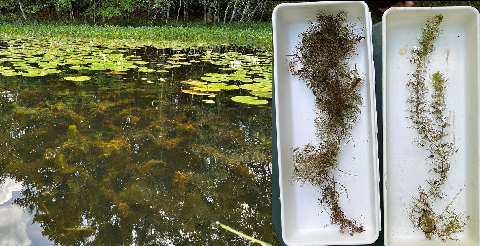 milfoil lake composite.jpg