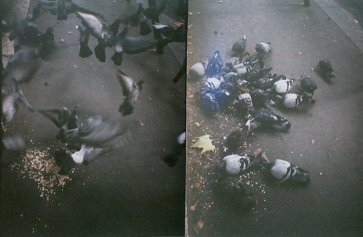 pigeons 2010