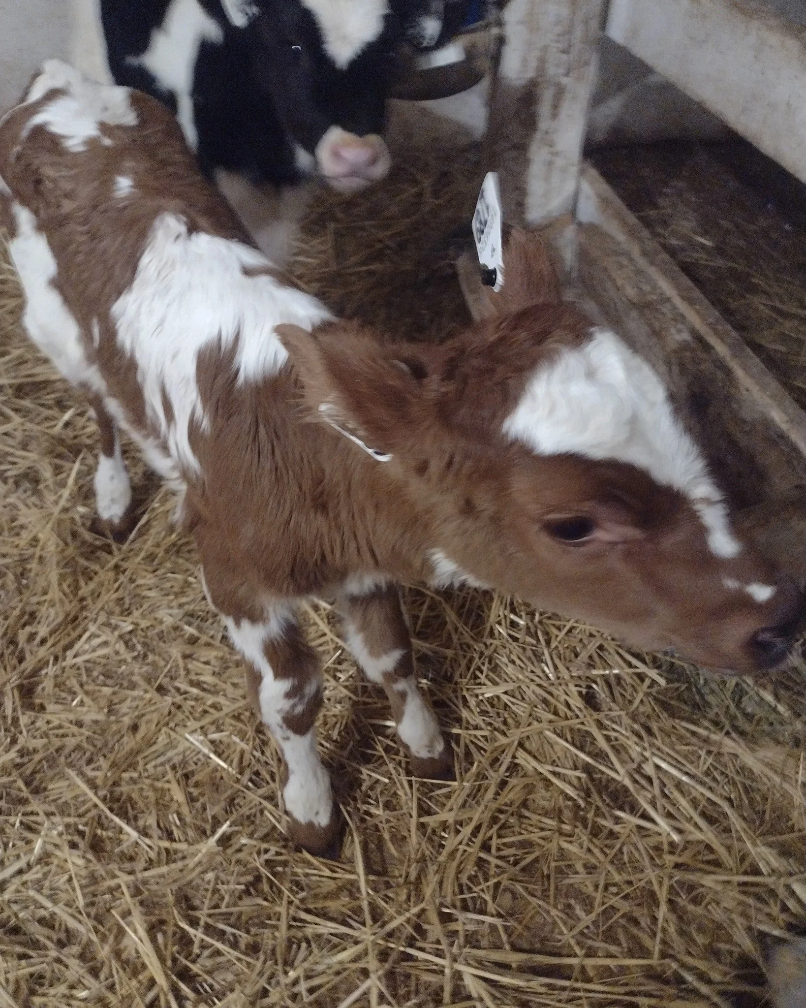 What day is it? Merry Christmas and Happy New Year! The weather outside is frightful but it's the best time of year to be born in a barn.  Thanks for your support as we head into our 14th year of farmstead cheesemaking, our 25th year certified organi
