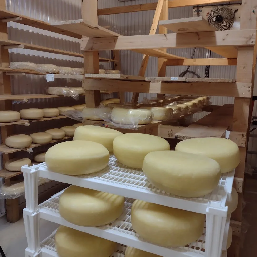 The corn is chopped, the aging room is filling up, the pastures are doing their best to give the last of the grass milk, and every drop of sunshine and warmth is so precious.  Must be harvest season.  I don't want to think about what season comes nex