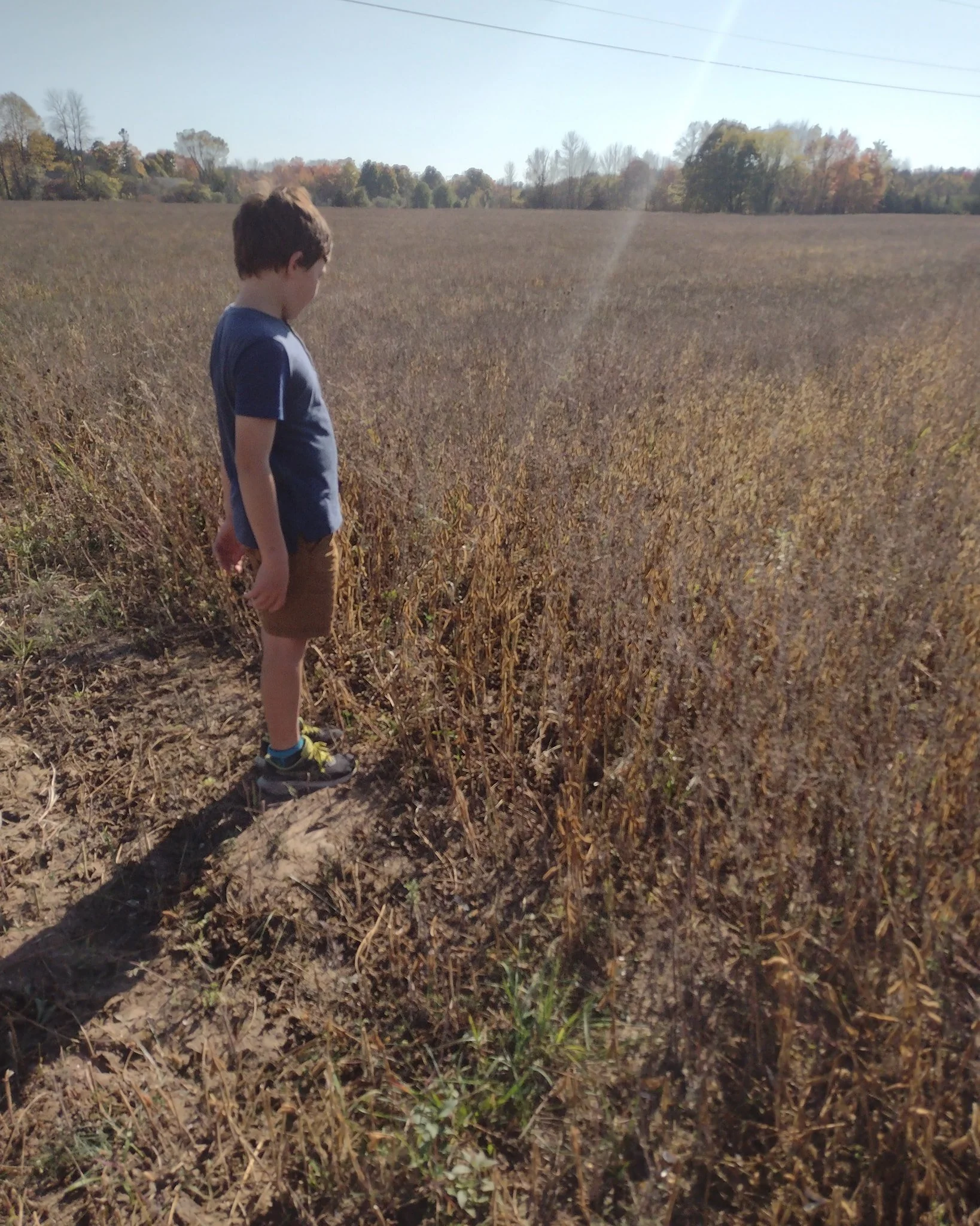 We are fortunate to rent land up Bush Road from the Bond's. We transitioned the perpetual hayfields to certified organic and Nigel worked the middle field and planted soybeans here after the weather finally dried up early July.  They hardly got any r