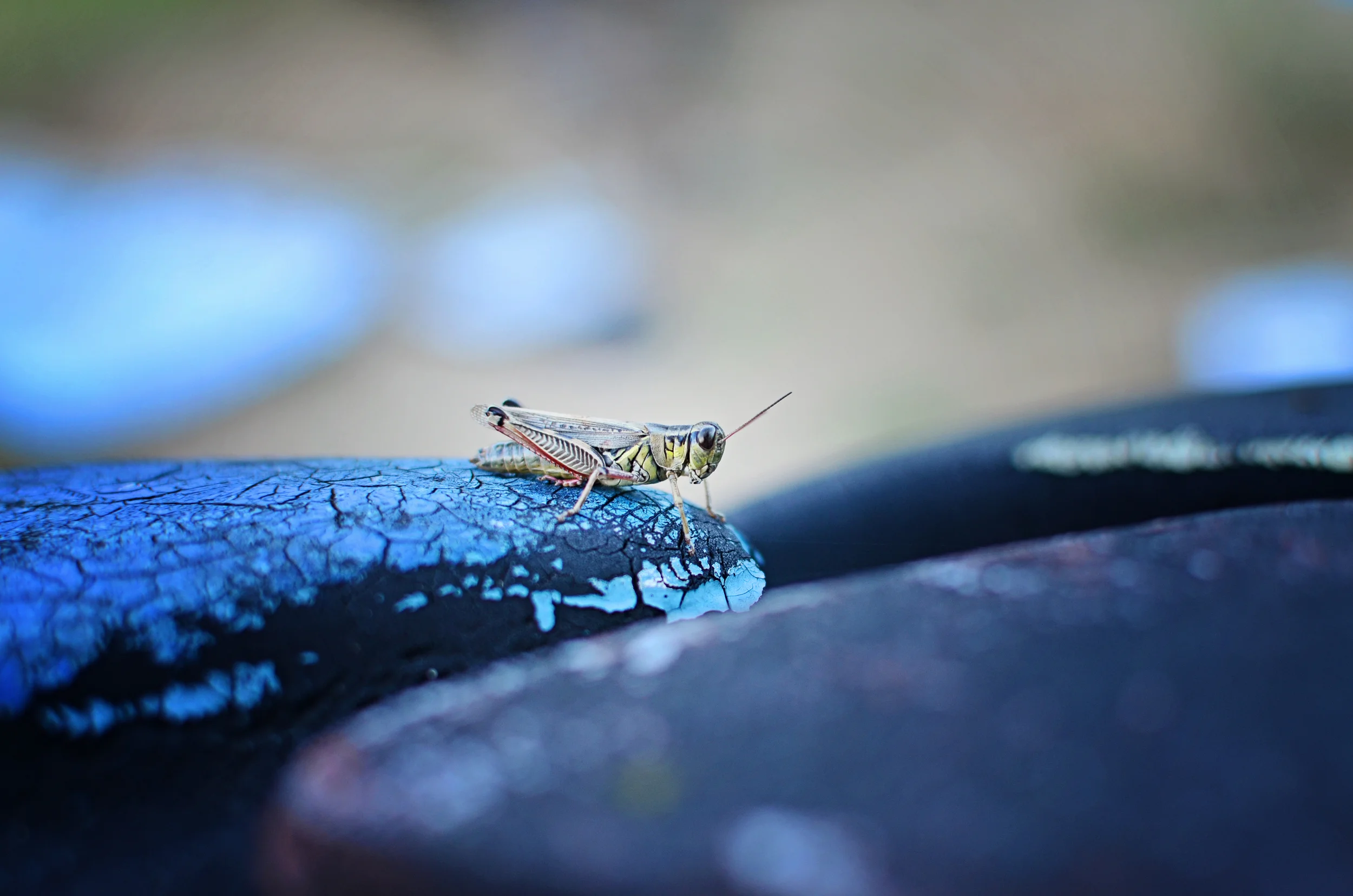 Grasshopper