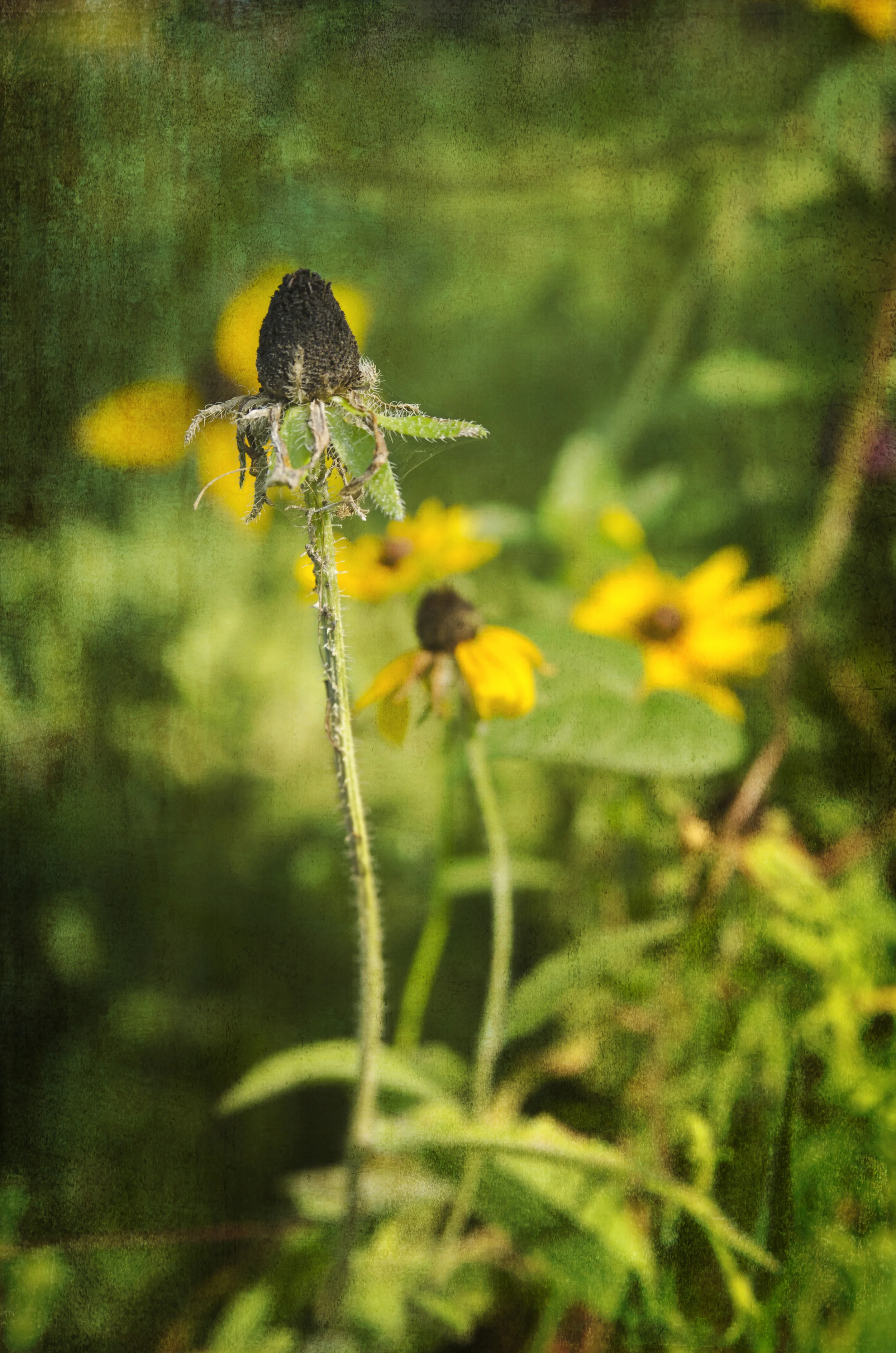 All Images 2012-2016 © Copyright Hannah Lamitina Photography 