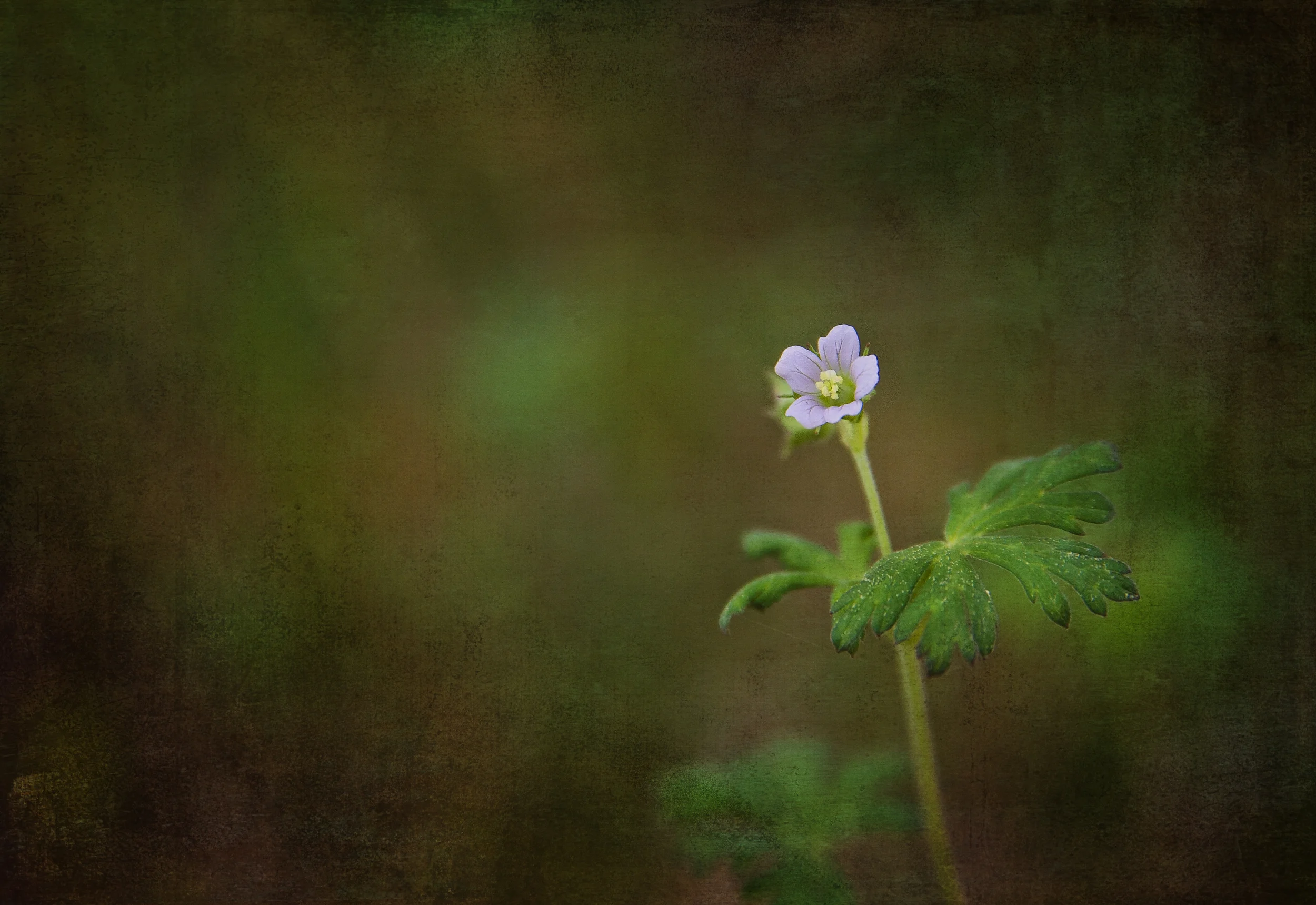 All Images 2012-2016 © Copyright Hannah Lamitina Photography