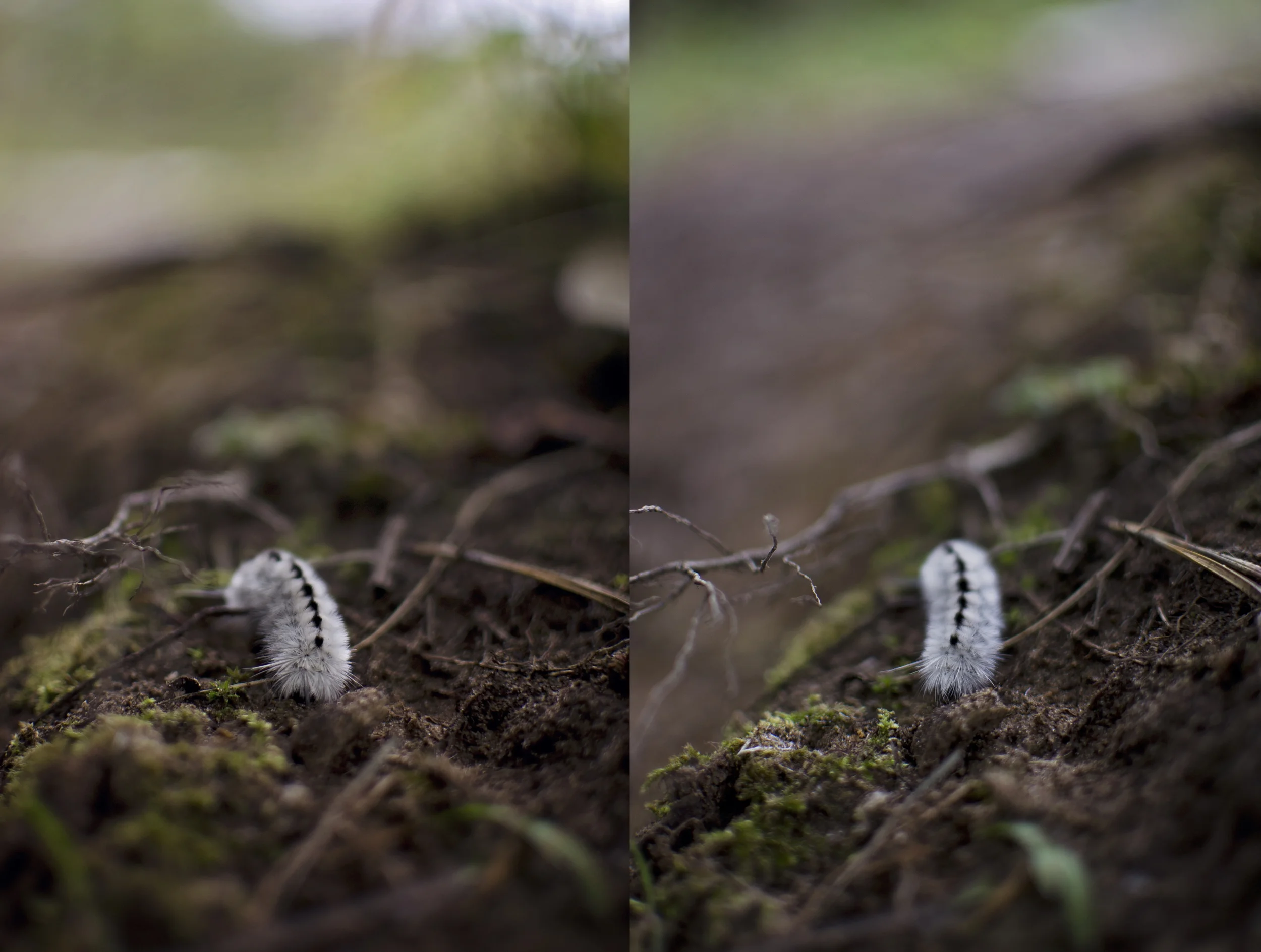 All Images 2012-2016 © Copyright Hannah Lamitina Photography