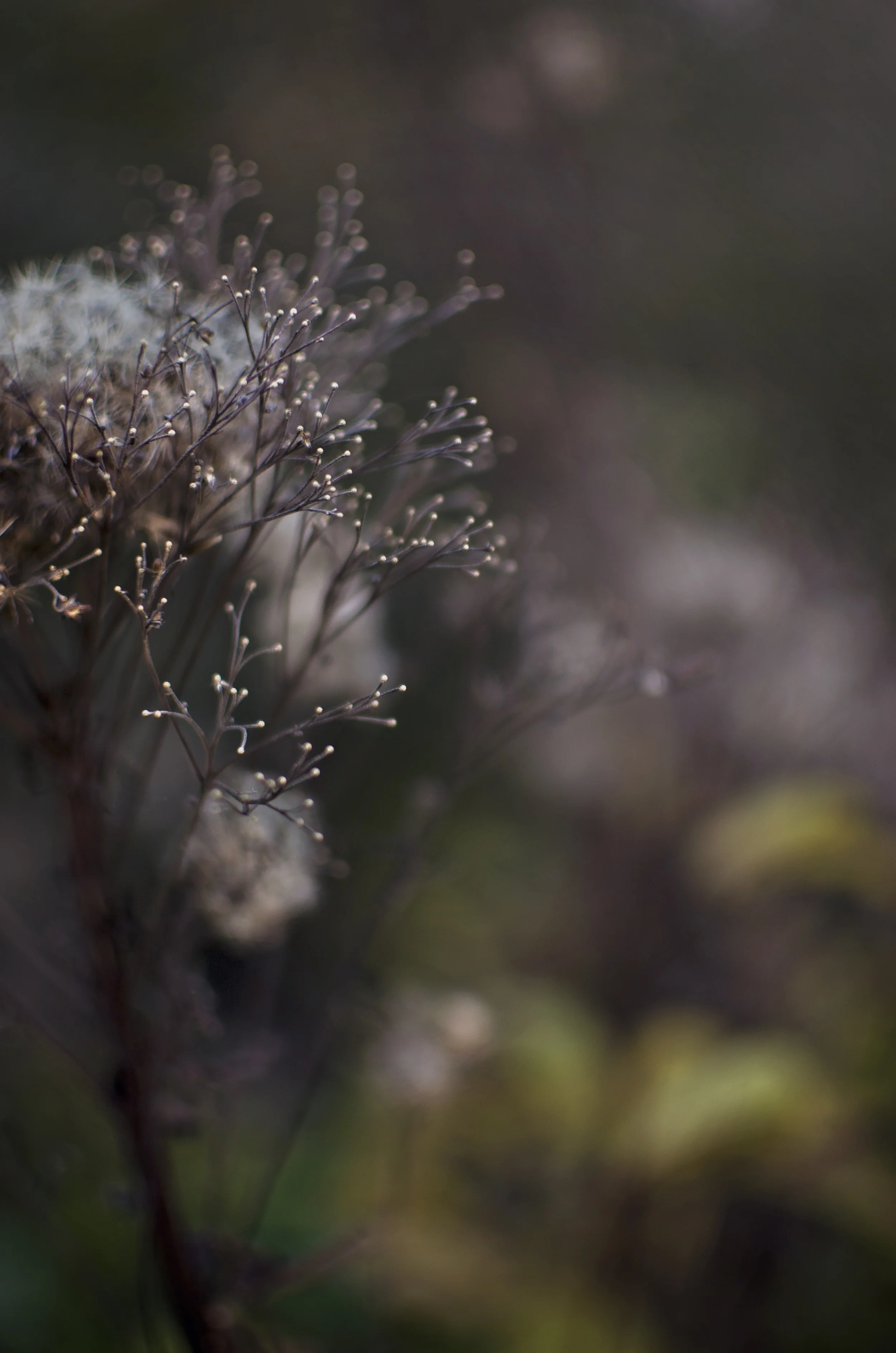 All Images 2012-2016 © Copyright Hannah Lamitina Photography
