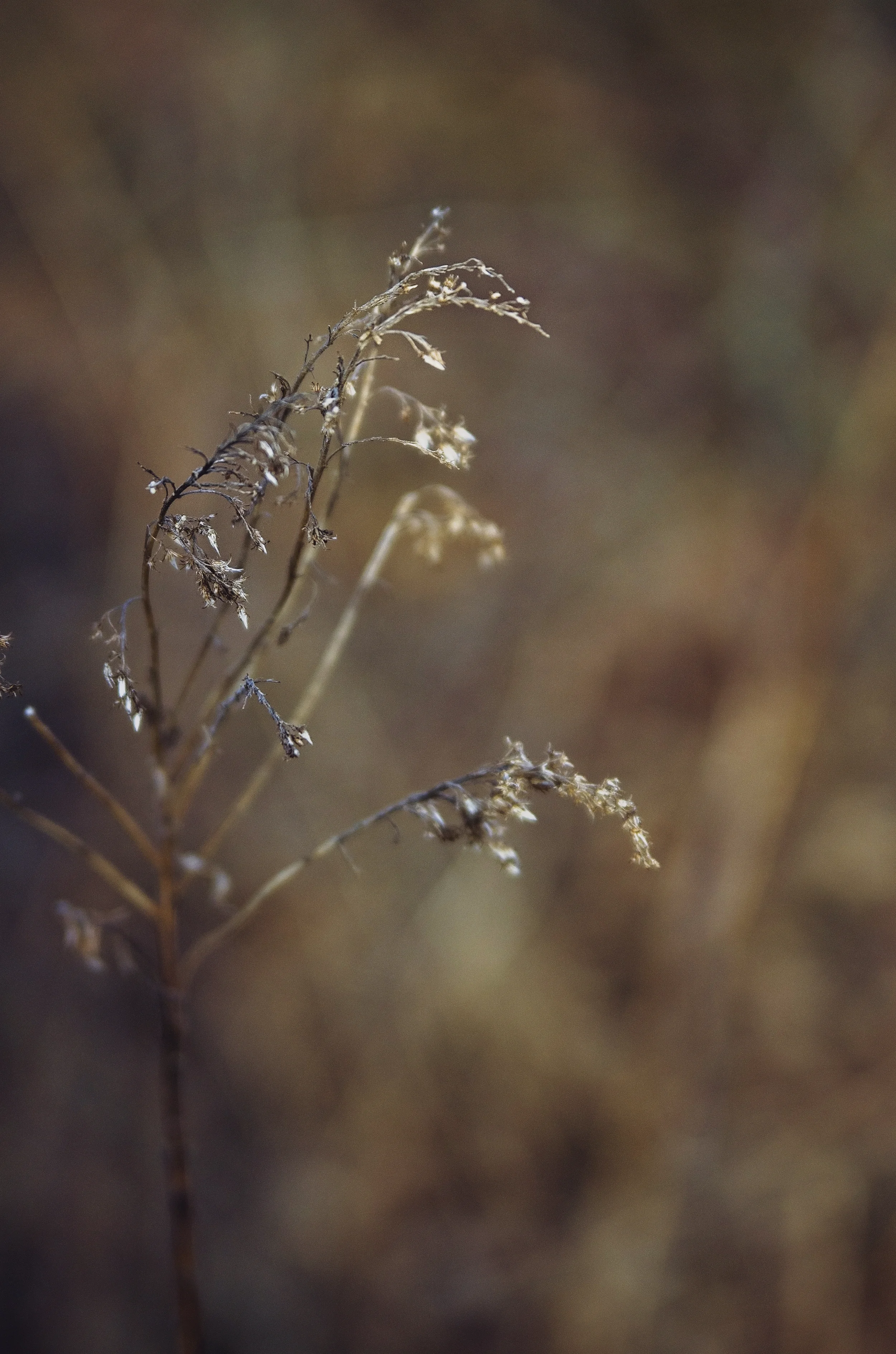 All Images 2012-2016 © Copyright Hannah Lamitina Photography