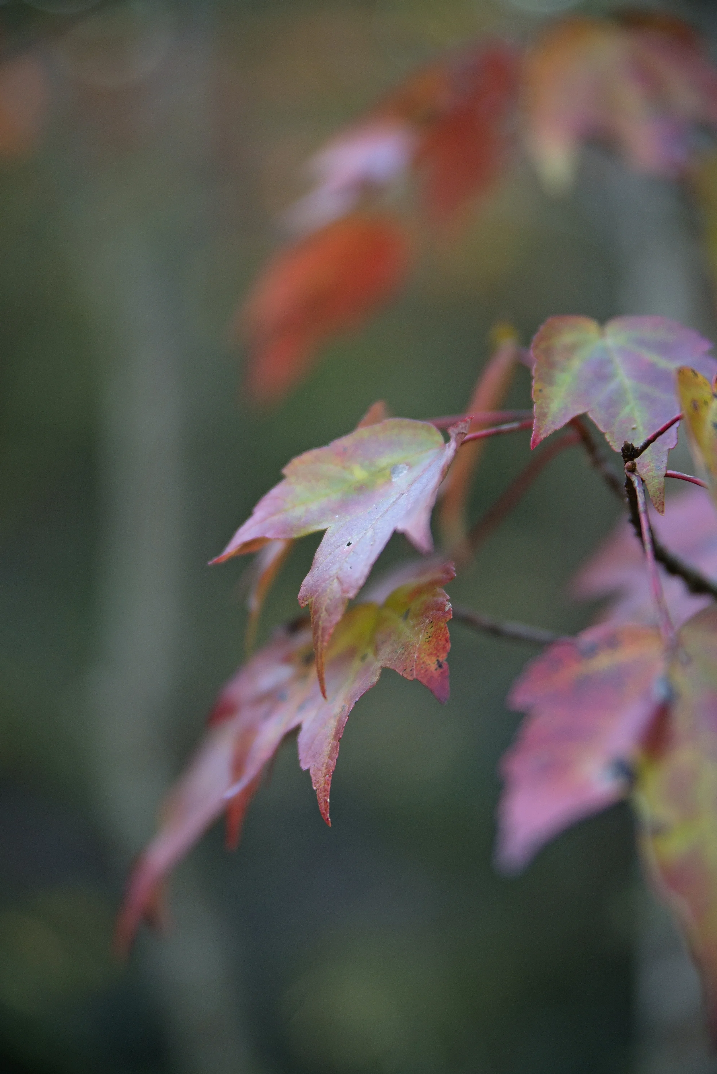 DSC_9162web.jpg