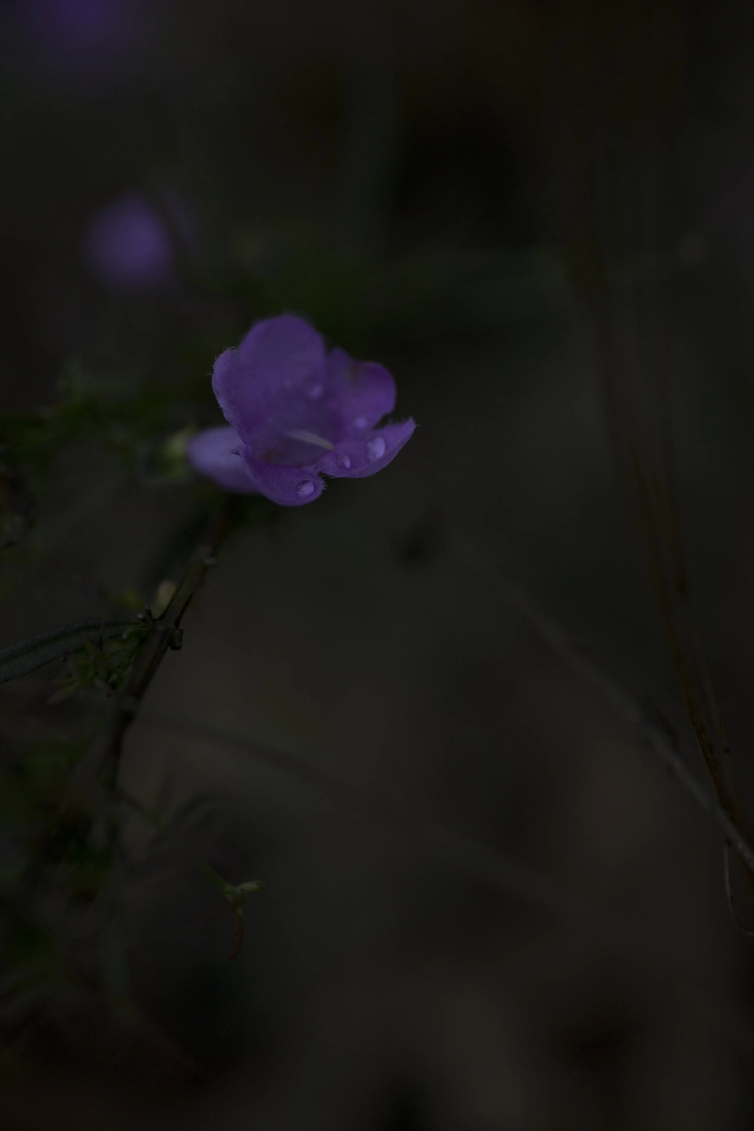 DSC_9389.jpg