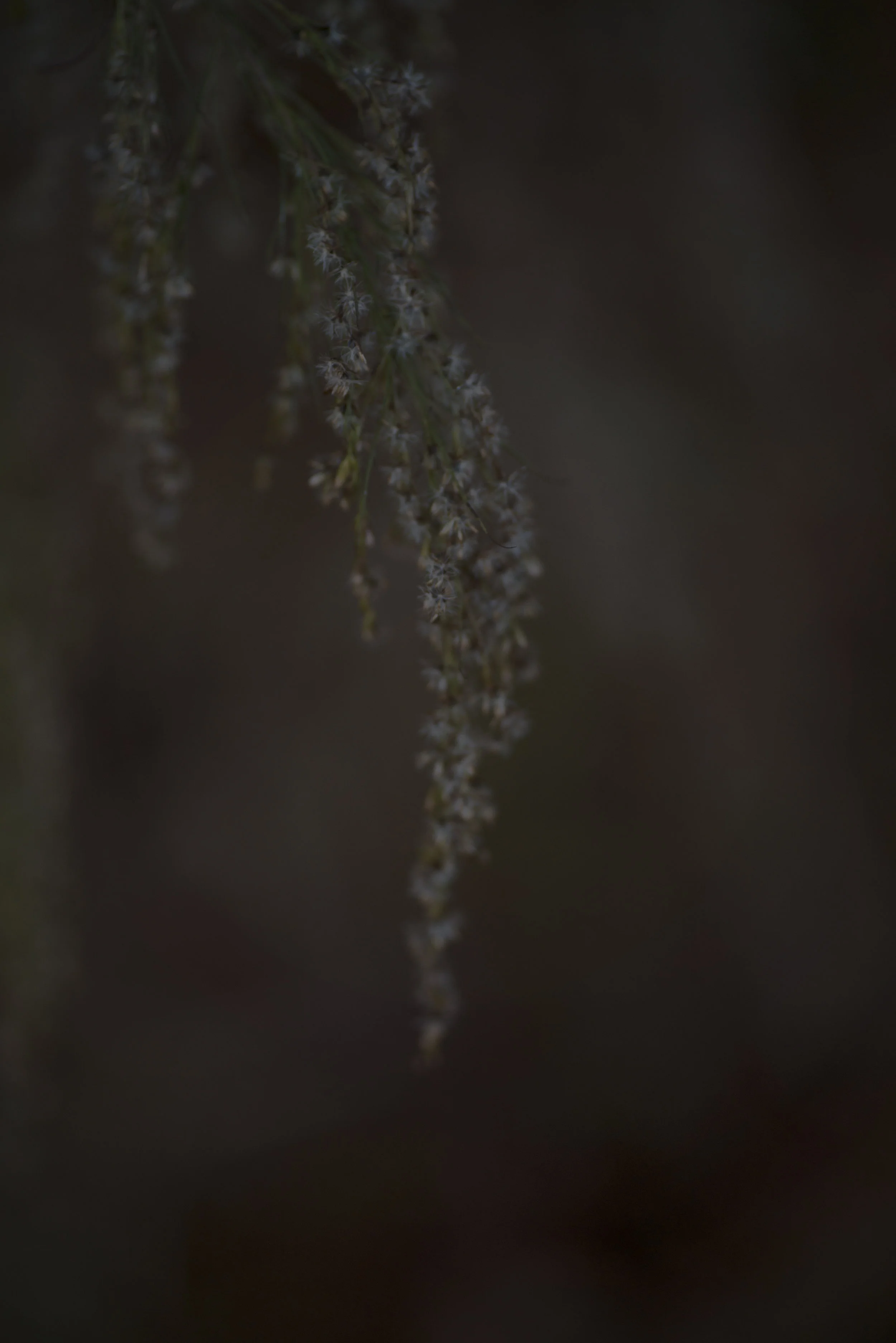 DSC_9667.jpg
