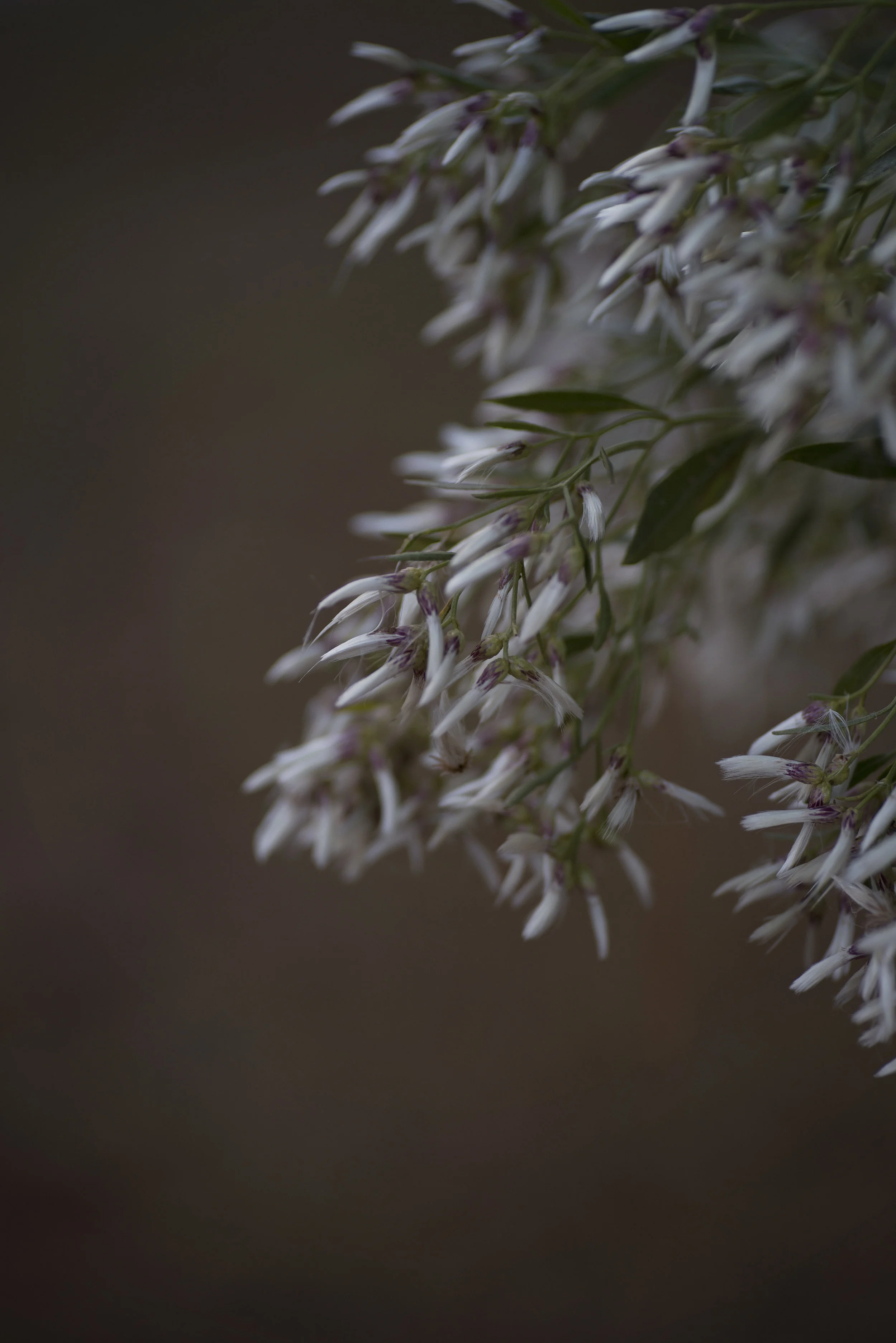 DSC_9665.jpg