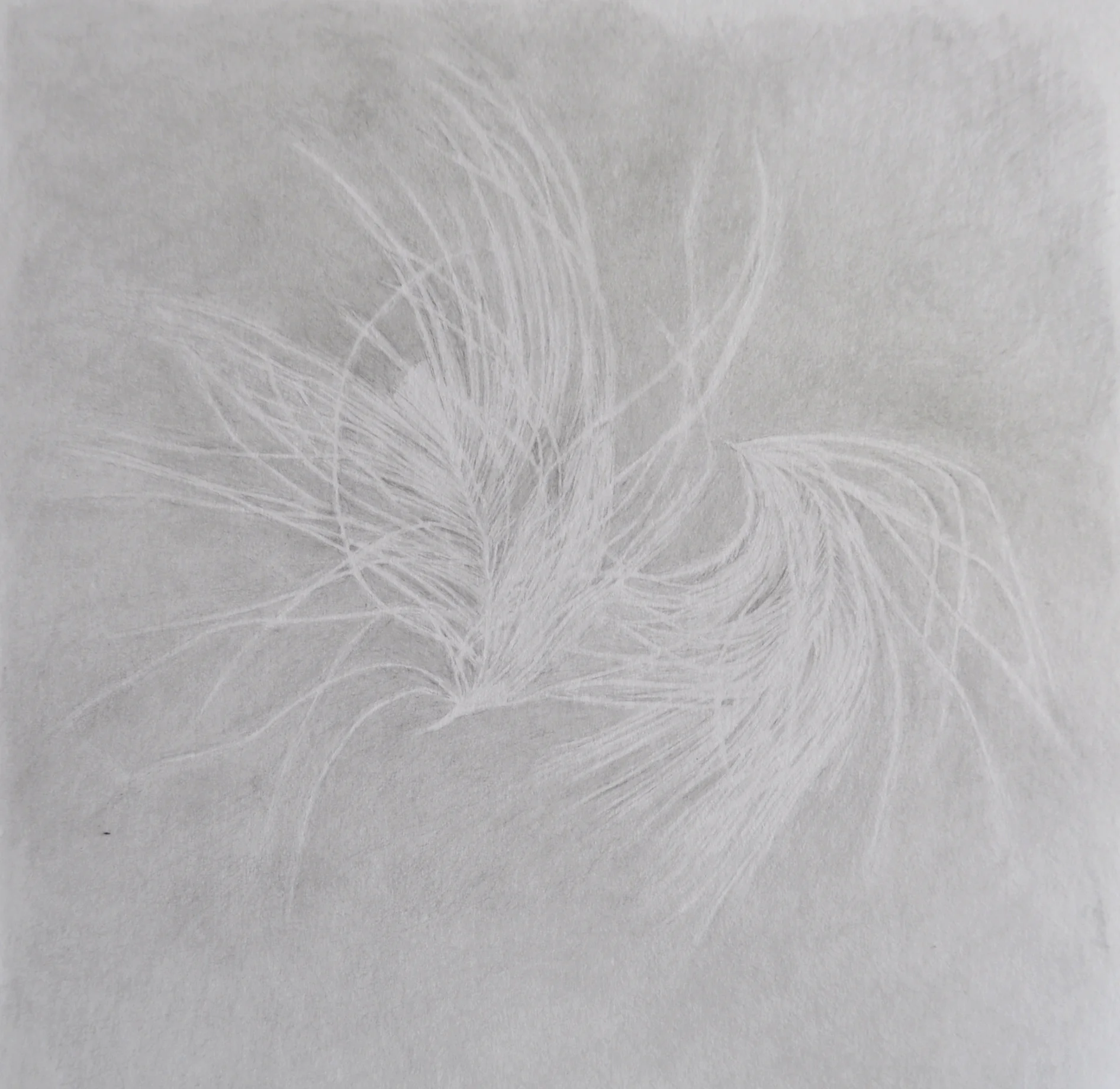 Love Birds, Graphite on paper, mounted on panel, 6” x 6”, 2015