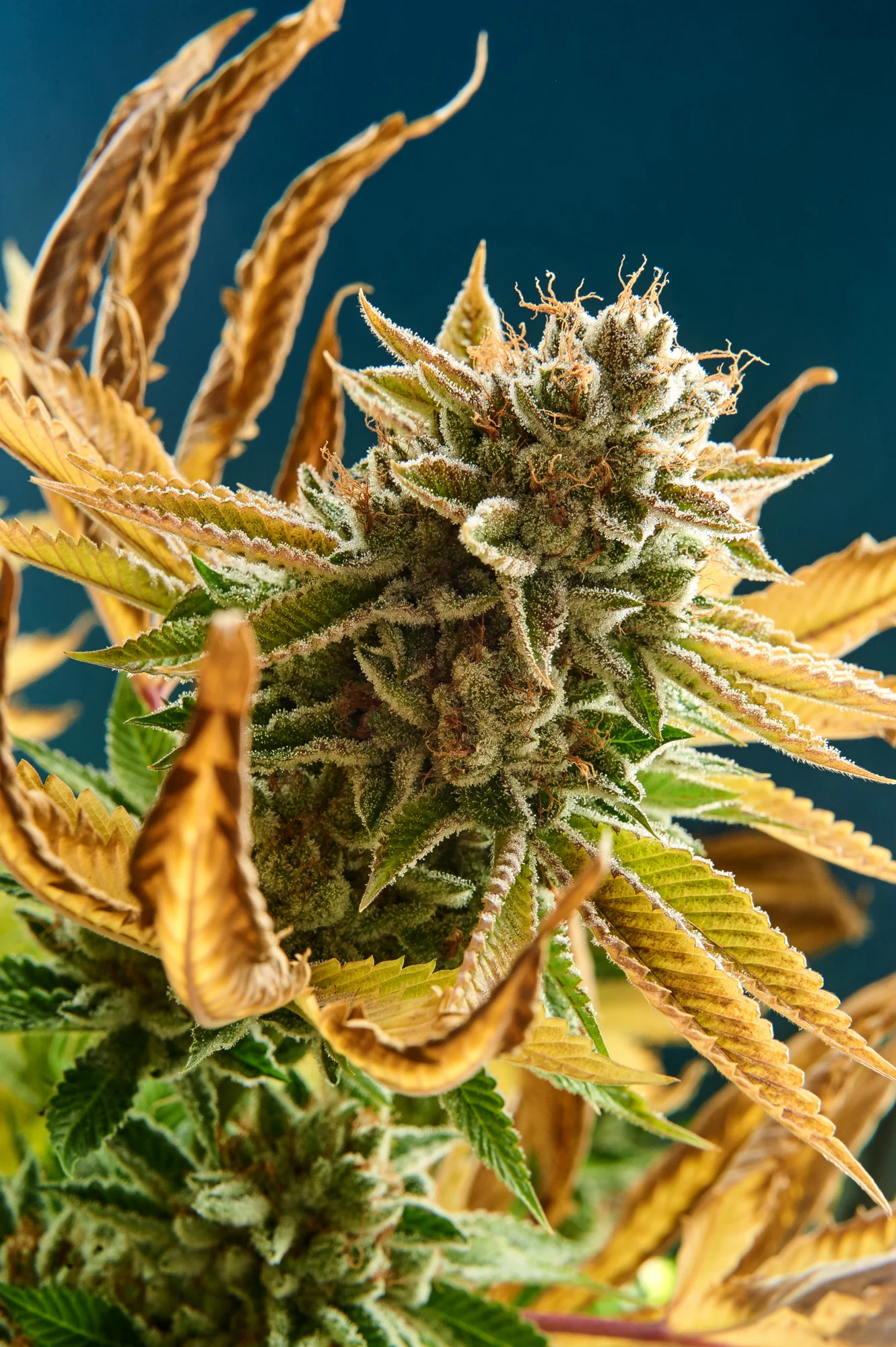 White Fire OG-009.JPG