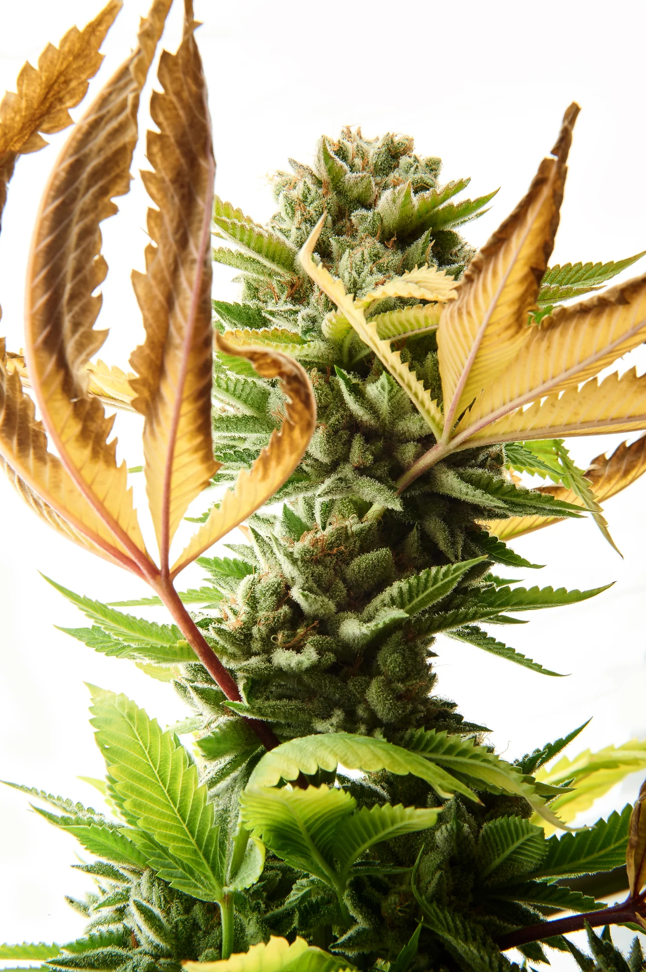 White Fire OG-020.JPG