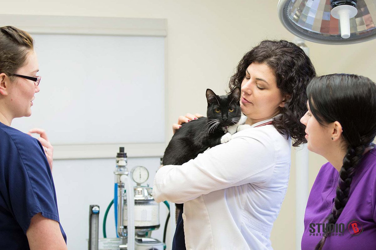 wLifestyle Photography Tualatin Vet Clinic CAT3.jpg