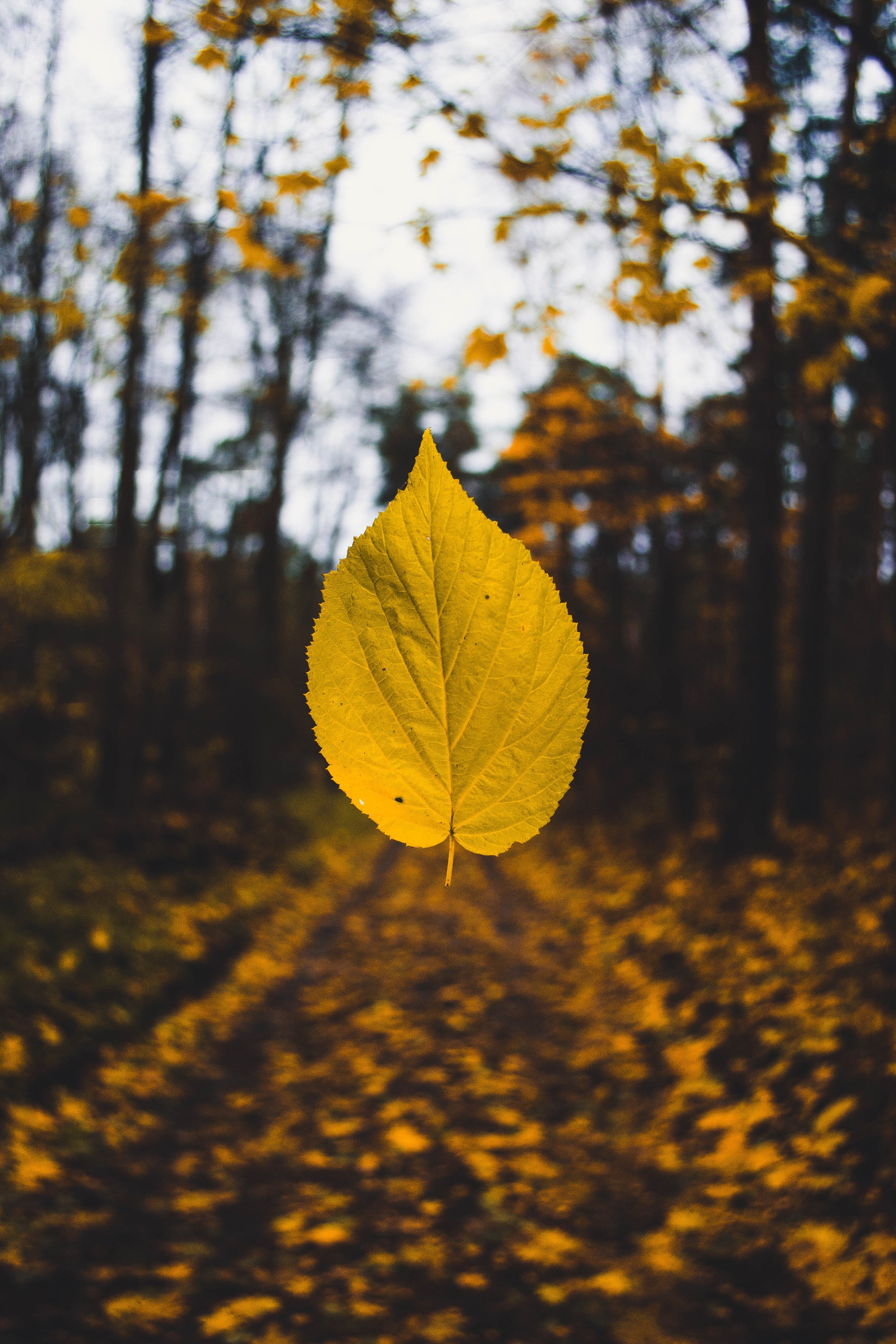 sandis-helvigs-vrY49w_-Bmc-unsplash.jpg