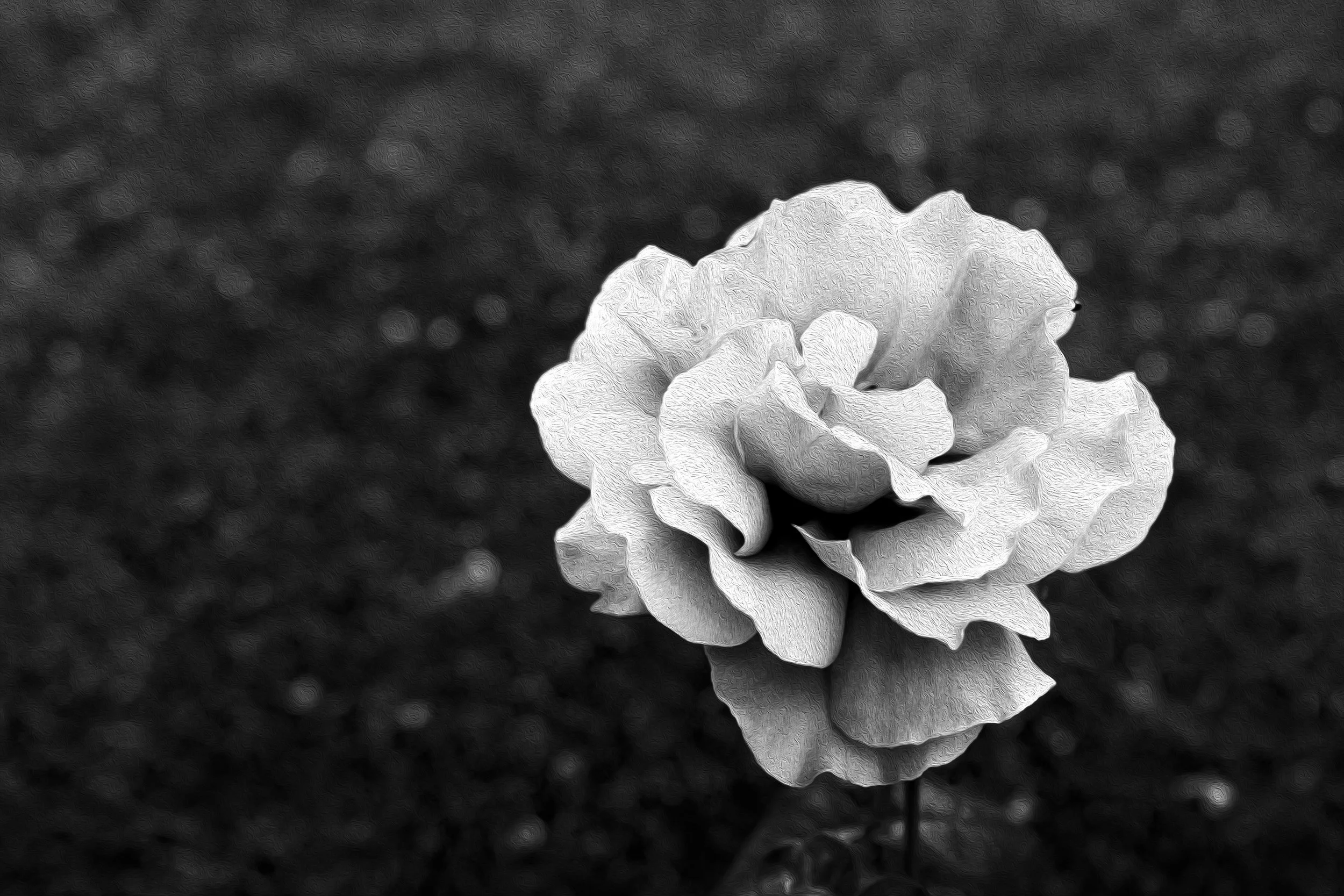   https://amysu.photography/   Contact: amysustudios@icloud.com 