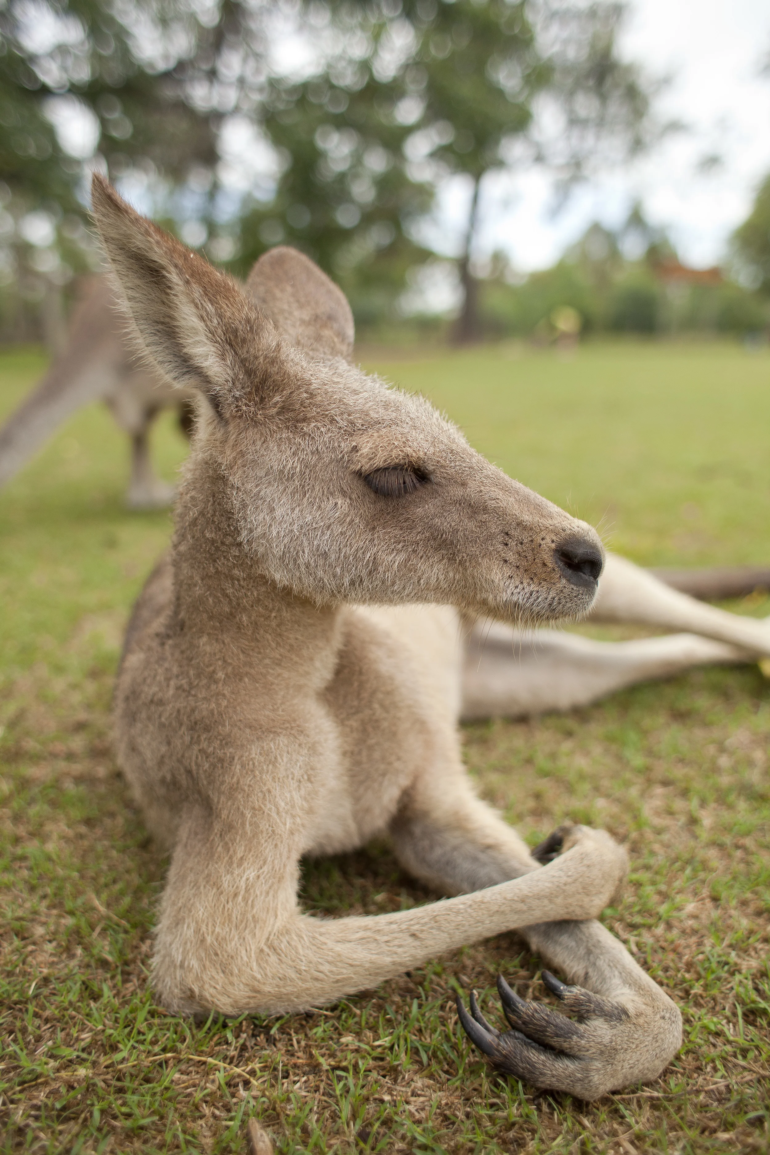australiaIMG_3471.jpg