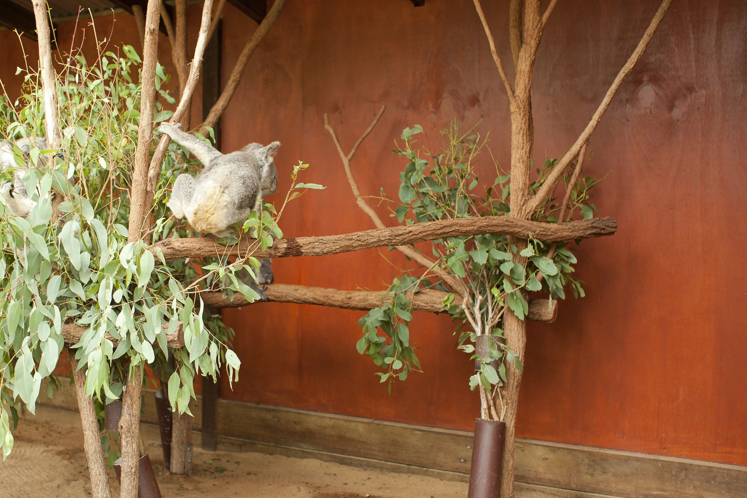 australiaIMG_3567.jpg
