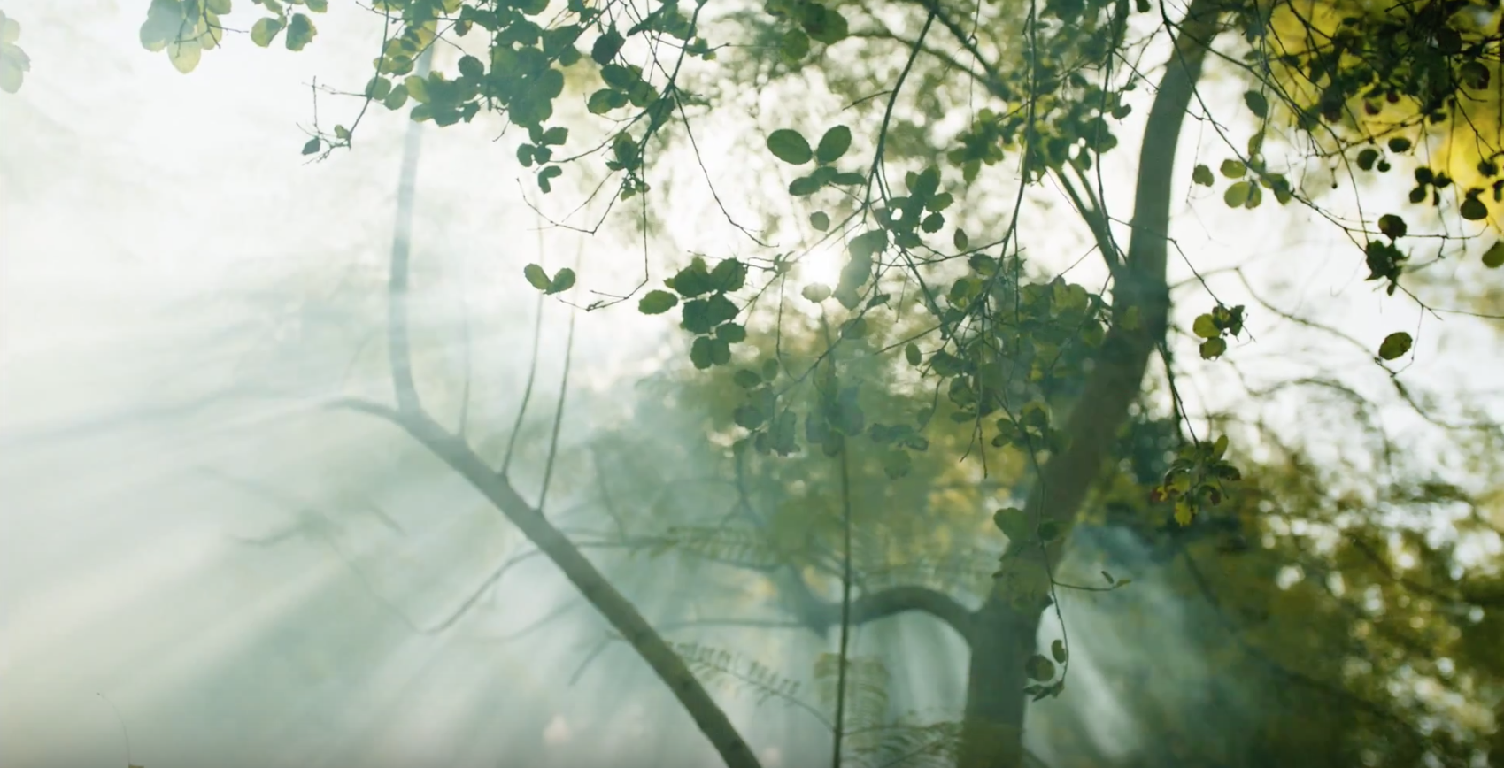 Nuance Salma Trees Shot.png