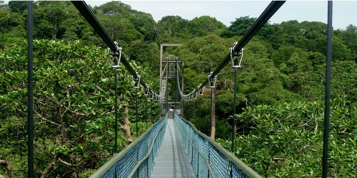 Rainforest Bridge shrink.jpg