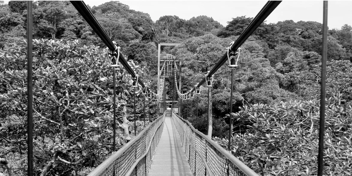 Rainforest Bridge shrink (2).jpg