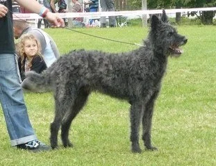 wire haired dutch shepherd breeder