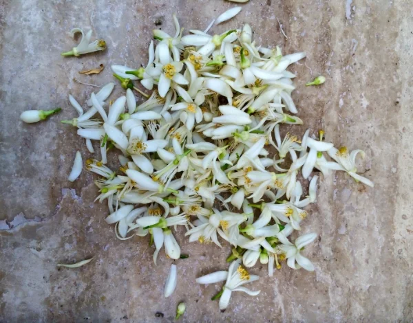 Orange Blossom from the 2015 harvest