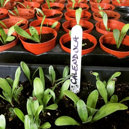 The 2016 Calendula seedlings, with true leaves, all ready to pot on into individual pots