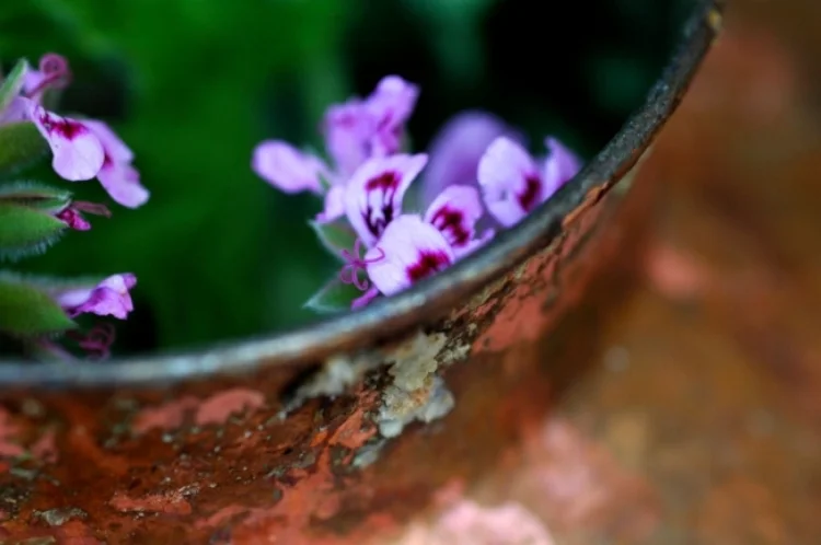Rose Geranium in the Still for a long and slow distillation