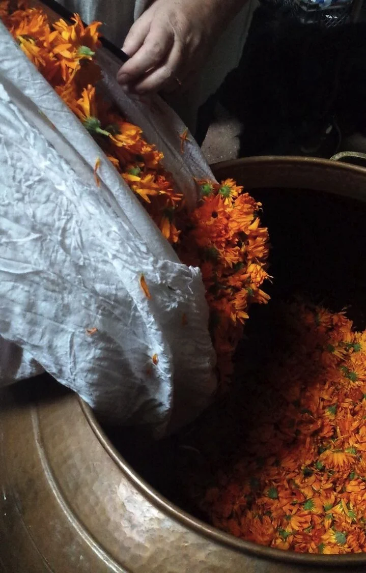 Distilling Calendula