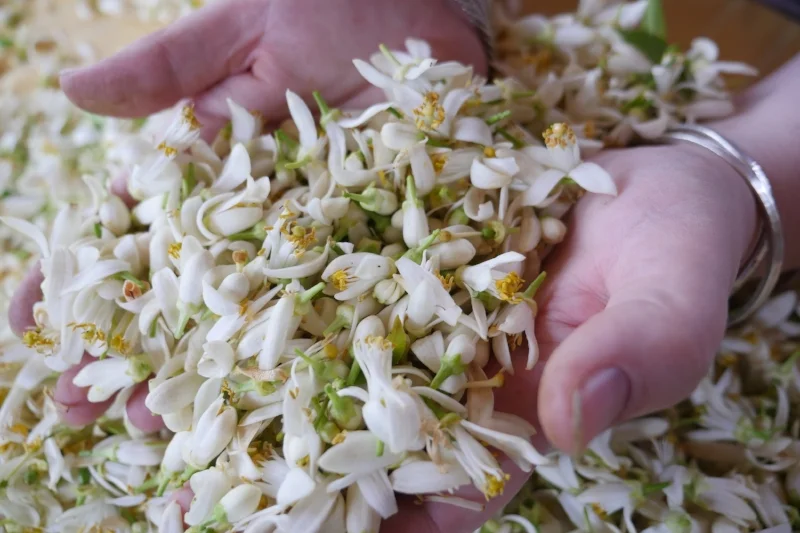 Fresh orange blossom picked in Cyprus ready for distillation to make Aromatic Water and Neroli Essential Oil