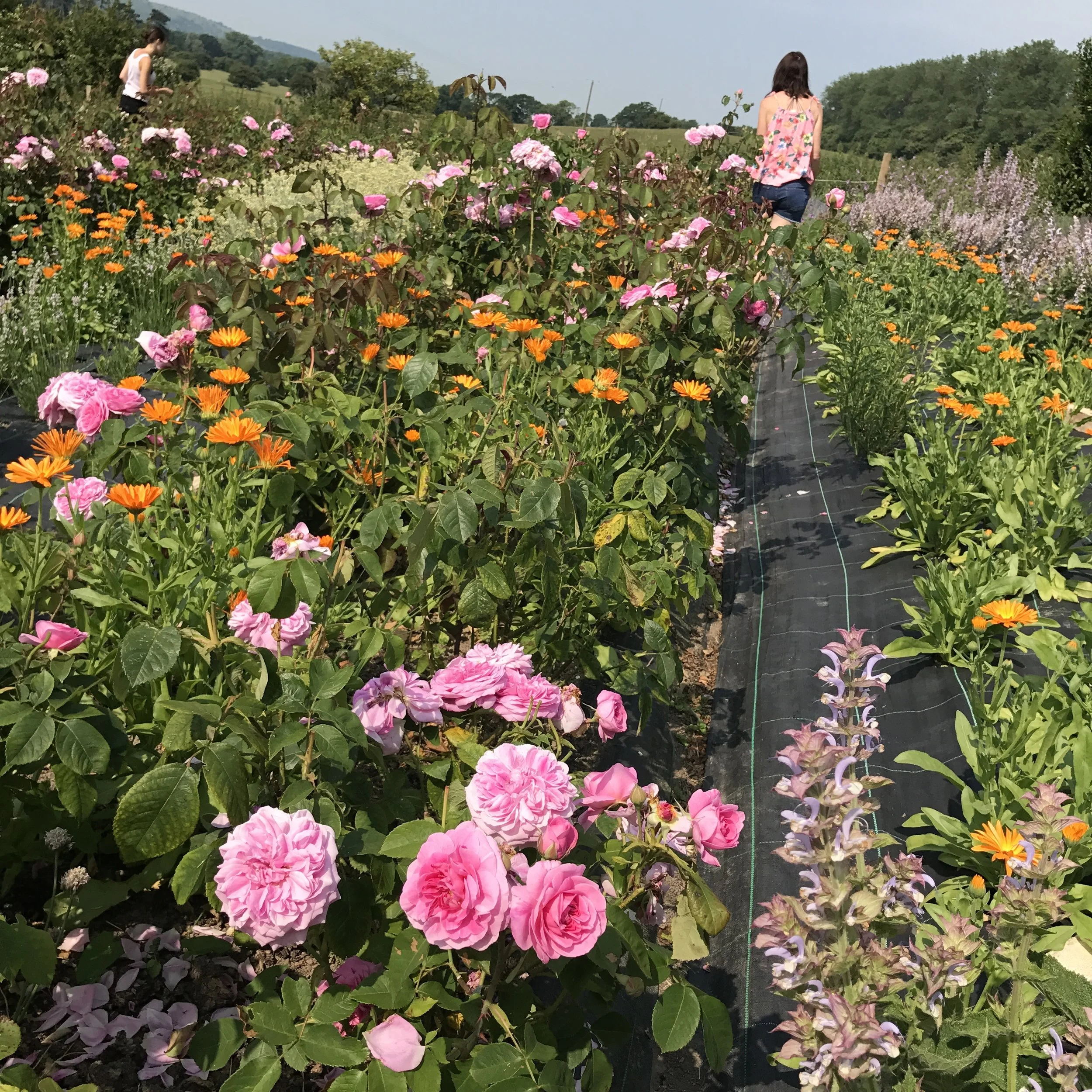 A.S.APOTHECARY Roses Garden