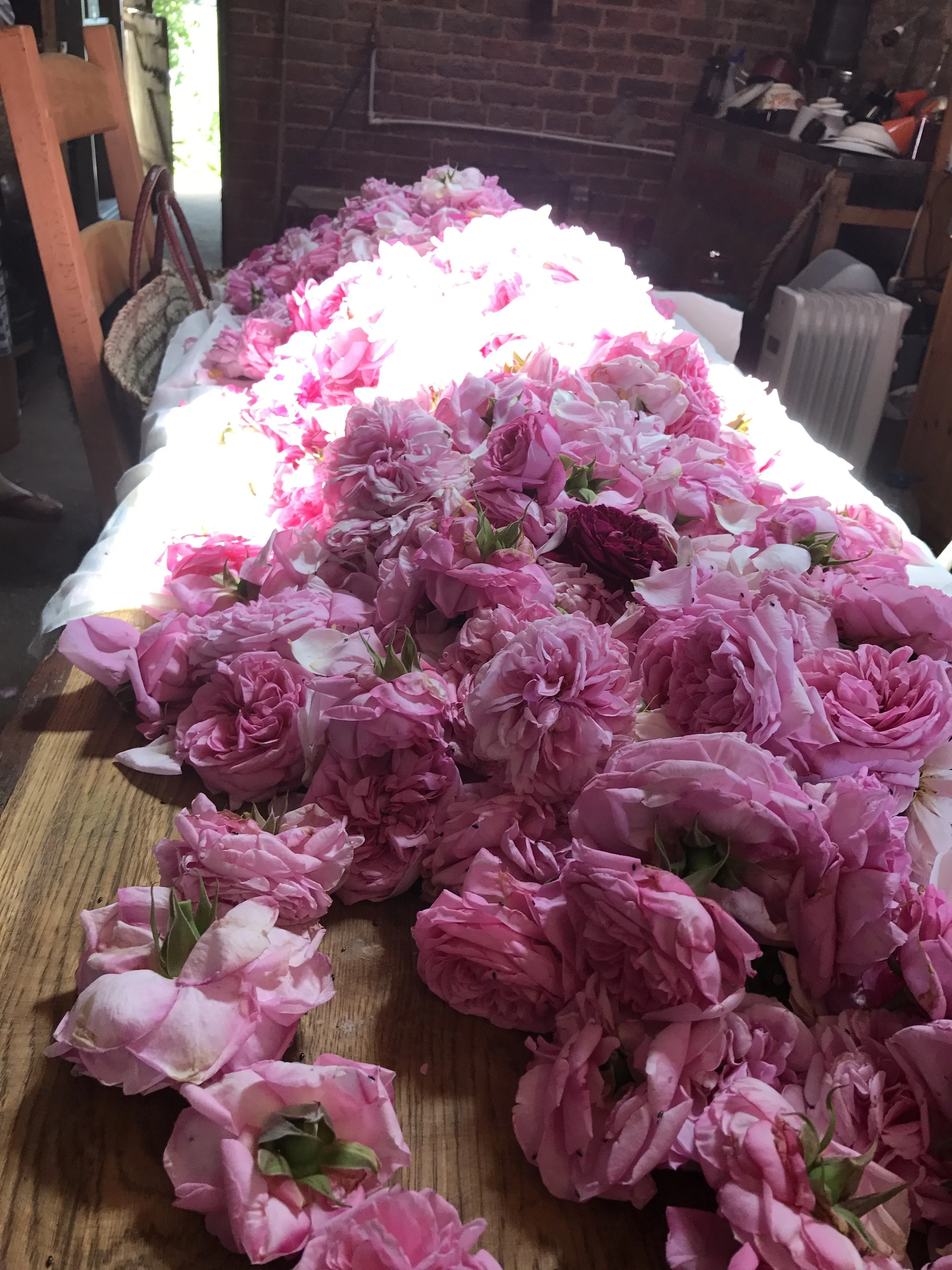 An abundance of roses on the barn table